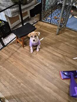 Chee -  Pit Bull Terrier Dog for Adoption in Newport, Kentucky - Chee | PetCurious