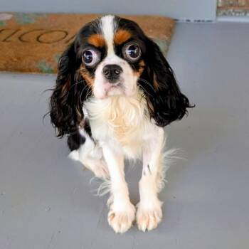 Sadie -  Cavalier King Charles Spaniel Dog for Adoption in Cincinnati, Ohio - Sadie | PetCurious