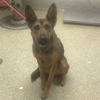 IVHS-Stray-140544 -  German Shepherd Dog and Belgian Shepherd Malinois Dog for Adoption in San Gabriel, California - IVHS-Stray-140544 | PetCurious