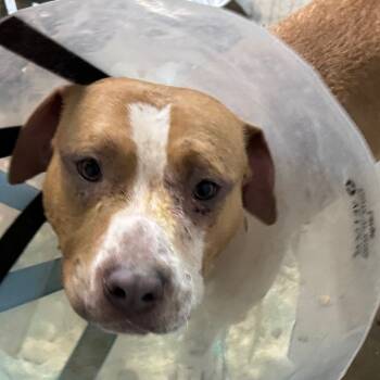 Rescue Pit Bull Terrier Dogs for Adoption in Napoleon, Ohio - Rocky 16D25 | PetCurious