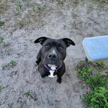 Terrier Dogs Available for Adoption in Lake Panasoffkee, Florida - Nala | PetCurious