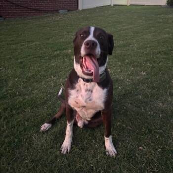 Rescue Pointer and Chocolate Labrador Retriever Dogs for Adoption in Hope Mills, North Carolina - Richard | PetCurious