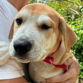 Hailee -  Mastiff and Mixed Breed Dog for Adoption in Wadena, Minnesota - Hailee | PetCurious