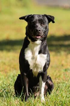 Rescue Mixed Breed Dogs for Adoption in Bristol, Connecticut - Blaze | PetCurious
