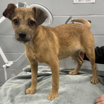Bonnie -  Terrier and Mixed Breed Dog for Adoption in Tyler, Texas - Bonnie | PetCurious