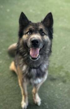 Teddy -  German Shepherd Dog and Siberian Husky Dog for Adoption in Fruit Heights, Utah - Teddy | PetCurious
