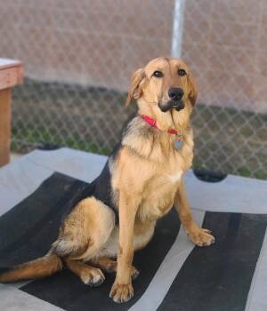 Mixed Breed Dogs Available for Adoption - Bug | PetCurious