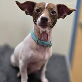 Fiona -  Chihuahua and Rat Terrier Dog for Adoption in Poinciana, Florida - Fiona | PetCurious