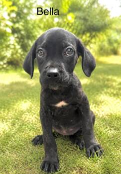 Bella -  Cane Corso Dog for Adoption in Lucas, Texas - Bella | PetCurious