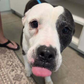 Koa -  Mixed Breed Dog for Adoption in Leander, Texas - Koa | PetCurious