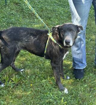 Strudel -  Shepherd Dog for Adoption in Youngstown, Ohio - Strudel | PetCurious