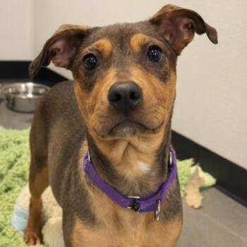 Retriever and Mixed Breed Dogs Available for Adoption - Bambi | PetCurious