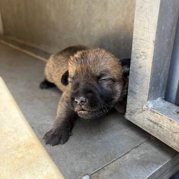 Yakisoba -  Terrier Dog for Adoption in Edinburg, Texas - Yakisoba | PetCurious