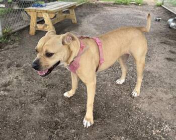 WILHELMINA -  Staffordshire Bull Terrier and Mixed Breed Dog for Adoption in Houston, Texas - WILHELMINA | PetCurious