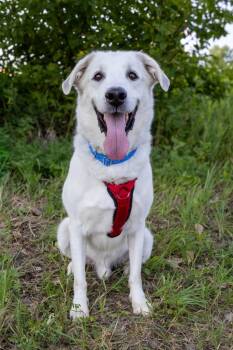 Rango -  Great Pyrenees and Mixed Breed Dog for Adoption in Savage, Minnesota - Rango | PetCurious
