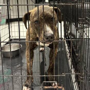 Mixed Breed Dogs Available for Adoption - Baby Girl | PetCurious