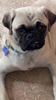 Brennan -  Pug Dog for Adoption in Bothell, Washington - Brennan | PetCurious