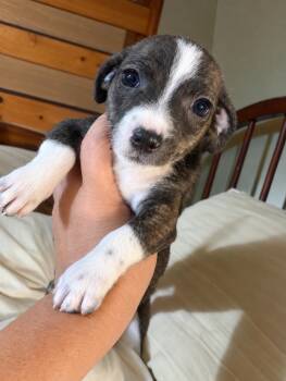 Hopper -  Chihuahua and Chiweenie Dog for Adoption in Baker, Louisiana - Hopper | PetCurious