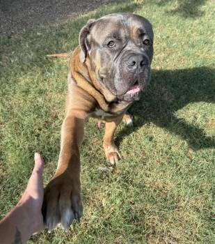 Rescue Mastiff Dogs for Adoption in Dallas, Texas - Bakugo J | PetCurious