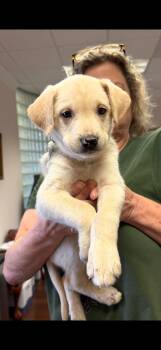Beatty - Carly Simon Litter -  Husky and Terrier Dog for Adoption in Holly Springs, North Carolina - Beatty - Carly Simon Litter | PetCurious