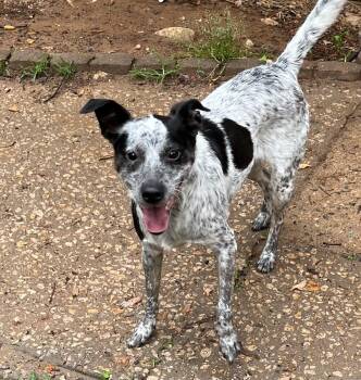 Rescue Jack Russell Terrier and Australian Cattle Dog Blue Heeler Dogs for Adoption in York, South Carolina - Pepper | PetCurious