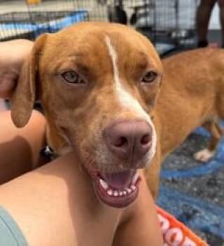 Laker -  Boxer and Mixed Breed Dog for Adoption in Morristown, New Jersey - Laker | PetCurious