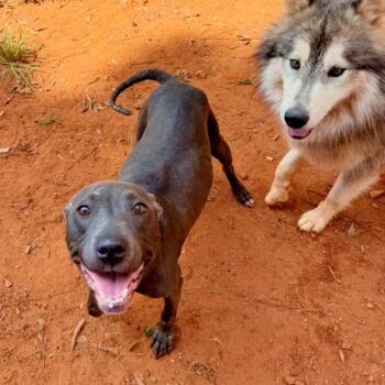 Nala -  Pit Bull Terrier Dog for Adoption in Troy, Alabama - Nala | PetCurious