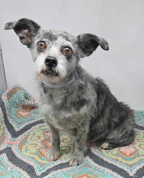 Piper -  Chihuahua and Dachshund Dog for Adoption in New York, New York - Piper | PetCurious