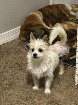 Yorkshire Terrier Dogs Available for Adoption - George Jetson | PetCurious