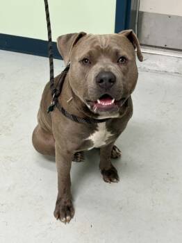 Rescue Pit Bull Terrier and Mixed Breed Dogs for Adoption in Savannah, Georgia - Mr. Biggles | PetCurious