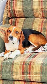 Beagle Dogs Available for Adoption in Fincastle, Virginia - Dennis  | PetCurious