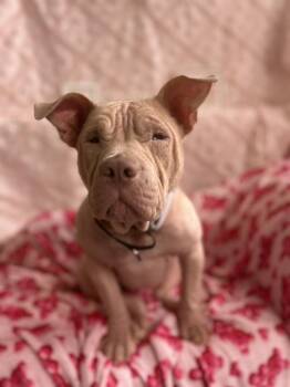 Nora -  Shar Pei and American Bully Dog Available for Adoption in Lincoln Park, Michigan - Nora | PetCurious