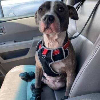 Laurelie -  Bull Terrier Dog for Adoption in West Palm Beach, Florida - Laurelie | PetCurious