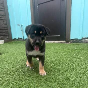Male 3 2350 -  Husky and Mixed Breed Dog for Adoption in Loxahatchee Groves, Florida - Male 3 2350 | PetCurious