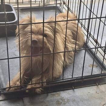 Shay 06-1519 -  Yorkshire Terrier and Cairn Terrier Dog for Adoption in Tyrone, Georgia - Shay 06-1519 | PetCurious