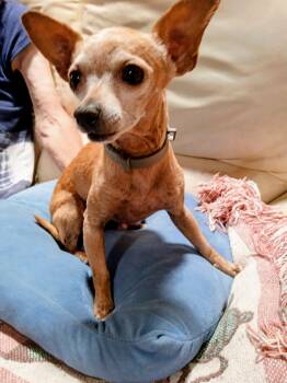 Luna -  Chihuahua Dog for Adoption in Albuquerque, New Mexico - Luna | PetCurious