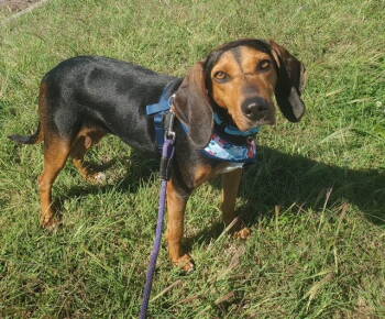 Rescue Black And Tan Coonhound and Hound Dogs for Adoption in Westminster, Maryland - Anne | PetCurious