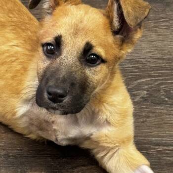 Mixed Breed Dogs Available for Adoption in Bowdoin, Maine - Ralph  | PetCurious