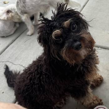 Mr. Velcro Henry -  Yorkie Poo and Cavalier King Charles Spaniel Dog for Adoption in Ridgefield, Washington - Mr. Velcro Henry | PetCurious