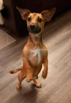 Effie -  Dachshund Dog for Adoption in Tulsa, Oklahoma - Effie | PetCurious
