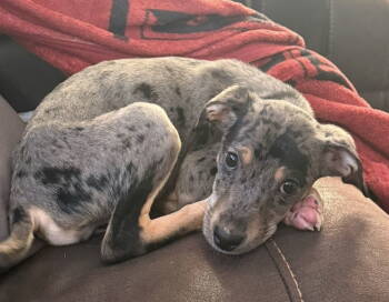 Rescue Retriever Dogs for Adoption in Holbrook, New York - WYNONNA | PetCurious