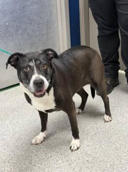 KALEIGHSI -  American Staffordshire Terrier and Labrador Retriever Dog for Adoption in Pasadena, Texas - KALEIGHSI | PetCurious