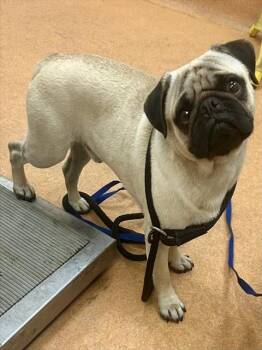 PRETZEL -  Pug Dog for Adoption in Martinez, California - PRETZEL | PetCurious