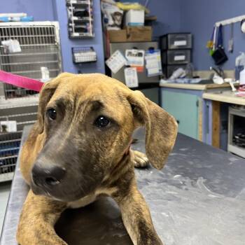 Camila -  Labrador Retriever and Mixed Breed Dog for Adoption in Marble, North Carolina - Camila | PetCurious