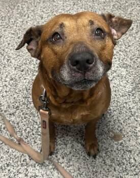 Mixed Breed Dogs Available for Adoption - Poppy | PetCurious