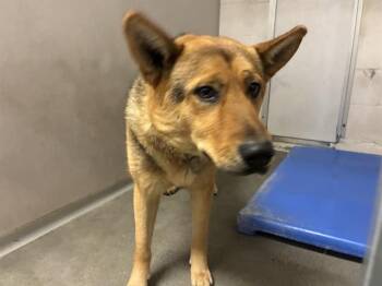 German Shepherd Dog Dogs Available for Adoption in Salinas, California - JESSY | PetCurious