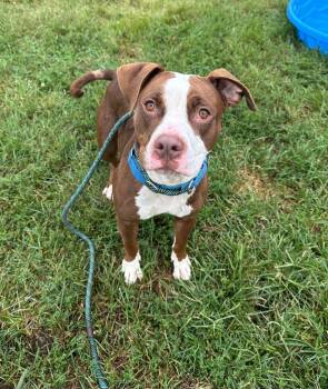 Lyra -  Terrier and Boxer Dog for Adoption in South Bend, Indiana - Lyra | PetCurious