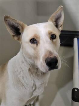 Renee -  Labrador Retriever Dog for Adoption in Thousand Oaks, California - Renee | PetCurious