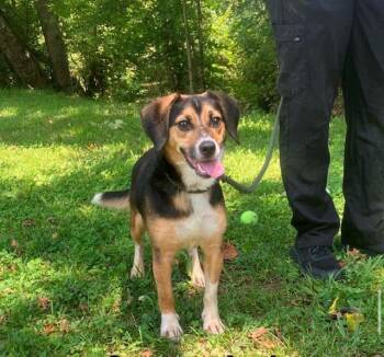 Army -  Beagle Dog for Adoption in Fredericksburg, Virginia - Army | PetCurious