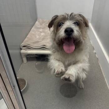 Flare -  Wirehaired Terrier Dog for Adoption in Jupiter, Florida - Flare | PetCurious